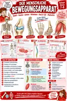 Vorschau - Stundenentwürfe - 🦴💪 Bewegungsapparat – Komplettpaket ⚙️🩻 | Skelett & Knochen, Gelenke, Wirbelsäule, Hand & Fuß & Muskulatur 🔬 | Arbeitsblätter ✏️ Lösungen ✅ Einstiege 💡 Ausstiege 💬 Didaktische Empfehlung| Biologie Klasse 7–8 🎓 - Deckblatt