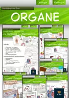 Vorschau - Arbeitsblätter - Organe - Deckblatt