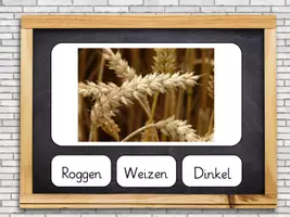 Vorschau - Arbeitsblätter - XXL-Paket Getreide: Powerpoint-Quiz, große Bildkarten, Faltbuch, Brotrezept, interaktive Arbeitsblätter ("Getreidearten" und "Vom Korn zum Brot"); interaktives Bestimmungsspiel (PDF) - Seite 2