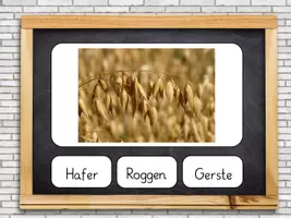 Vorschau - Präsentationen/Tafelbilder - Interaktives PDF Spiel: Getreide bestimmen - Seite 3