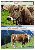 Vorschau - Stationenlernen - Einfache Wissenskarten - Rind - Seite 1