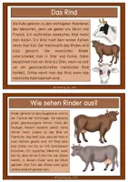 Vorschau - Stationenlernen - Einfache Wissenskarten - Rind - Seite 2