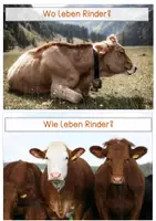 Vorschau - Stationenlernen - Einfache Wissenskarten - Rind - Seite 3