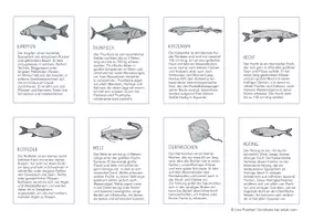 Vorschau - Arbeitsblätter - Systematik der Fische - Text und Kooperative Lernmethode - Deckblatt