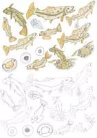 Vorschau - selbst erstellte Cliparts/Grafiken - Cliparts - Set: "Der Fisch" - Vom Laich zum Fisch - Seite 2