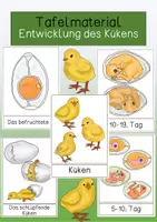 Vorschau - Präsentationen/Tafelbilder - Tafelmaterial - Entwicklung des Kükens - Deckblatt