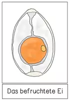 Vorschau - Präsentationen/Tafelbilder - Tafelmaterial - Entwicklung des Kükens - Seite 3