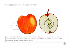 Vorschau - Arbeitsblätter - Materialpaket Apfel - Seite 1