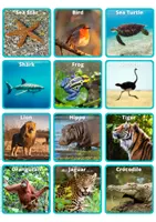 Vista previa - Unidades / Secuencias / Situaciones de Aprendizaje - Animal Habitat Sorting Activity with Real Pictures - página 1