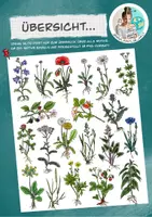 Vorschau - selbst erstellte Cliparts/Grafiken - Cliparts-Set "Wiesenpflanzen" / heimische Pflanzen / Wiese - Seite 1