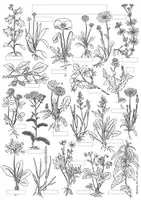 Vorschau - selbst erstellte Cliparts/Grafiken - Plakat "Wiesenpflanzen" / heimische Pflanzen (auch zum selbst beschriften!) - Seite 3
