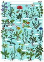 Vorschau - selbst erstellte Cliparts/Grafiken - Plakat "Wiesenpflanzen" / heimische Pflanzen (auch zum selbst beschriften!) - Seite 1