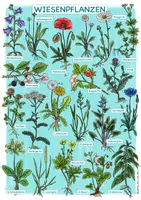 Vorschau - selbst erstellte Cliparts/Grafiken - Plakat "Wiesenpflanzen" / heimische Pflanzen (auch zum selbst beschriften!) - Seite 2