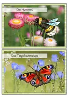 Vorschau - Unterrichtsreihen - Tiere der Wiese - Kartei, Arbeitsblätter, Bildkarten - Seite 2