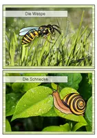 Vorschau - Unterrichtsreihen - Tiere der Wiese - Kartei, Arbeitsblätter, Bildkarten - Seite 3