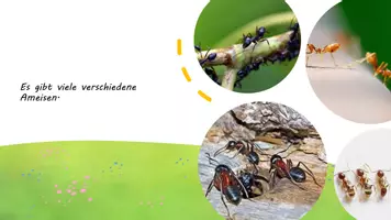 Vorschau - Fördermaterial/Inklusion - Die Ameisen - der Lebenszyklus - Seite 2