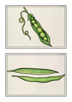Vorschau - Bildkarten - Bild- und Wortkarten "Vegetables" - Seite 2