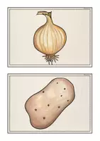 Vorschau - Bildkarten - Bild- und Wortkarten "Vegetables" - Seite 3