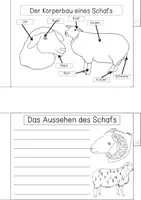Vorschau - Arbeitsblätter - Einfaches Forscherheft- Schaf - Seite 2