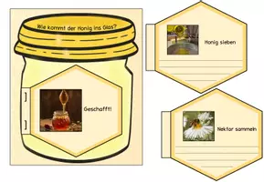 Vorschau - Stundenentwürfe - Honigbiene - Wie kommt der Honig ins Glas? - Seite 1