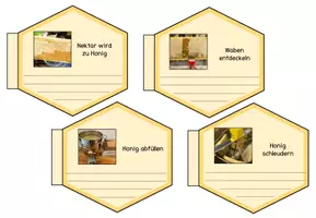 Vorschau - Stundenentwürfe - Honigbiene - Wie kommt der Honig ins Glas? - Seite 2