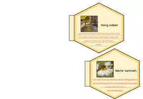 Vorschau - Stundenentwürfe - Honigbiene - Wie kommt der Honig ins Glas? - Seite 3