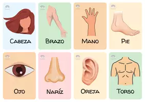 Vista previa - Juegos / Gamificación - Lotería Partes del cuerpo - página 2
