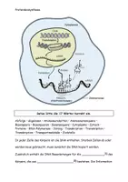 Vorschau - Stundenentwürfe - Die Proteinbiosynthese Aufgaben und Lösungen - Seite 1