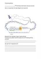 Vorschau - Stundenentwürfe - Die Proteinbiosynthese Aufgaben und Lösungen - Seite 3