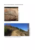 Vorschau - Stundenentwürfe - AwK In Deutschland stirbt der Wald (Stundenentwurf+Material) - Seite 1