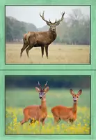 Vorschau - Poster - Waldtiere - Bild- und Wortkarten (Tafelmaterial) - Seite 2