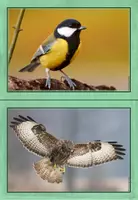 Vorschau - Poster - Waldtiere - Bild- und Wortkarten (Tafelmaterial) - Seite 3