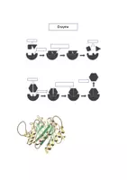 Vorschau - Arbeitsblätter - Enzyme Grafiken Aufgaben Lösung - Seite 1