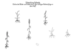 Vorschau - Arbeitsblätter - Entwicklung Getreide - Klettmappe mit Arbeitsblatt - Seite 3