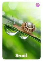 Vista previa - Juegos / Gamificación - Bugs and Insects Flashcards and Posters - página 3
