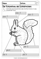 Vorschau - Unterrichtsreihen - Das Eichhörnchen | Körperbau | differenziertes Arbeitsblatt - Seite 2