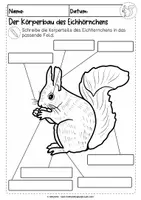 Vorschau - Unterrichtsreihen - Das Eichhörnchen | Körperbau | differenziertes Arbeitsblatt - Seite 3