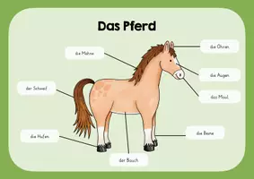 Vorschau - Poster - Das Pferd - Lernplakat - Deckblatt