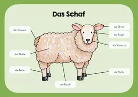 Vorschau - Poster - Das Schaf - Lernplakat - Deckblatt