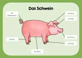 Vorschau - Poster - Das Schwein - Lernplakat - Deckblatt