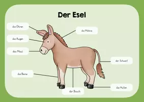 Vorschau - Poster - Der Esel - Lernplakat - Deckblatt
