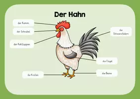 Vorschau - Poster - Der Hahn - Lernplakat - Deckblatt