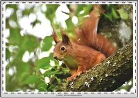 Vorschau - Unterrichtsreihen - Tafelbilder Eichhörnchen - Seite 3