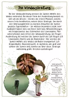 Vorschau - Arbeitsblätter - Gruppenpuzzle zur Samenausbreitung - Seite 3