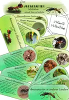 Vorschau - Bildkarten - Ameisenarten - Infofächer - Deckblatt