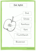 Vorschau - Stundenentwürfe - Apfel Forscherheft - Seite 1