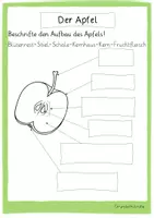 Vorschau - Stundenentwürfe - Apfel Forscherheft - Seite 2