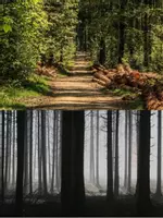 Vorschau - Bildkarten - Thema Bäume oder Wald - Bildkarten zum Einstieg - Seite 1