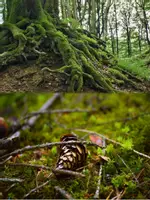 Vorschau - Bildkarten - Thema Bäume oder Wald - Bildkarten zum Einstieg - Seite 3