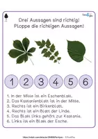 Vorschau - Stationenlernen - Laubbäume - Richtig oder falsch - Plopper - Seite 1